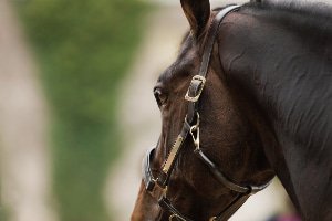 Licols en Cuir Cheval