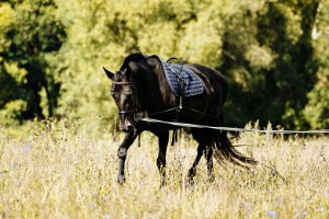 Longer & Travail à pied Cheval