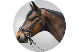 Bridons Cheveaux