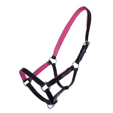 QHP Licol cuir poulain Spirit