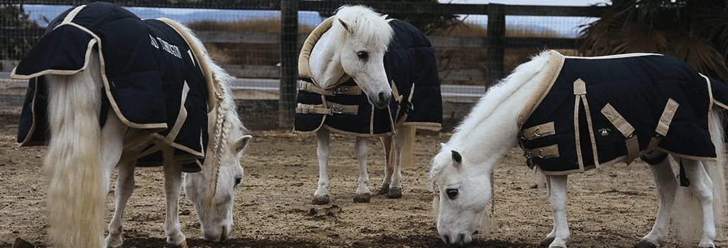 Différence entre poney et cheval