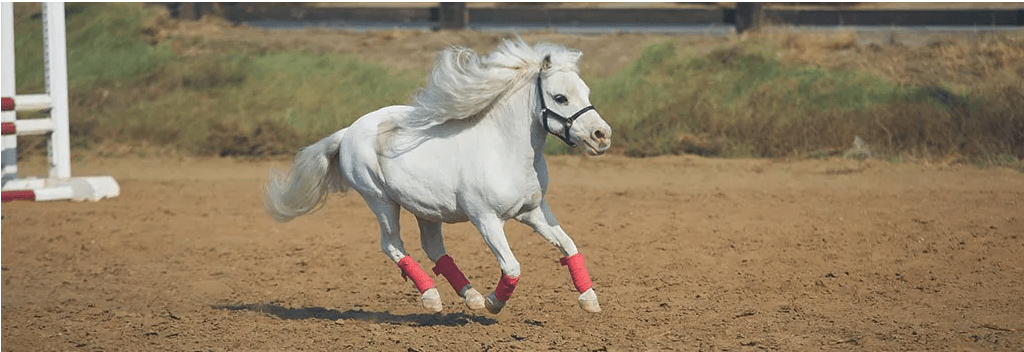 Bandage de chevaux: expliqué étape par étape | MHS Équestre