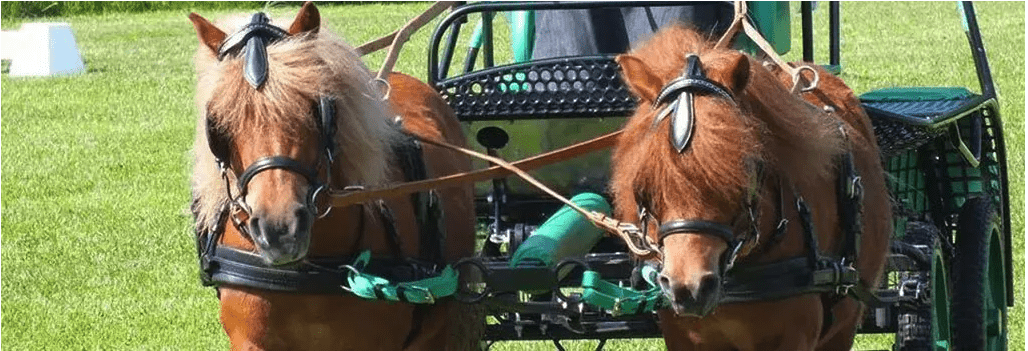 Attelage attelé avec votre mini cheval ou cheval shetland